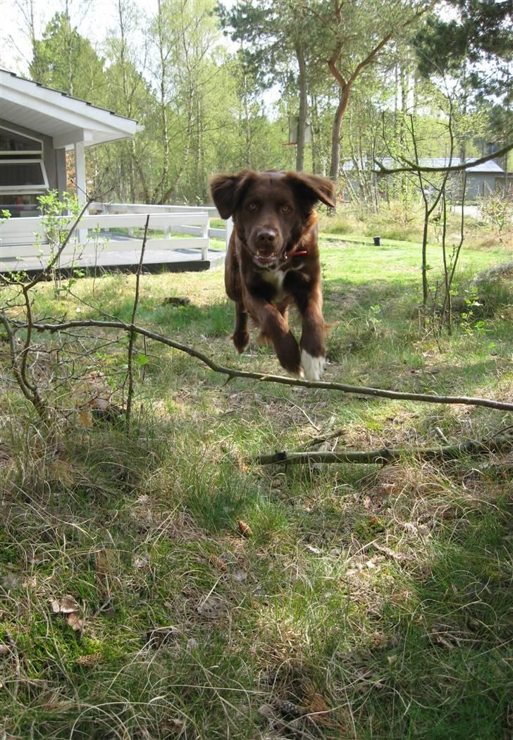 Blanding af racer Sigge - Hoopp..Se jeg kan springe<33 billede 15