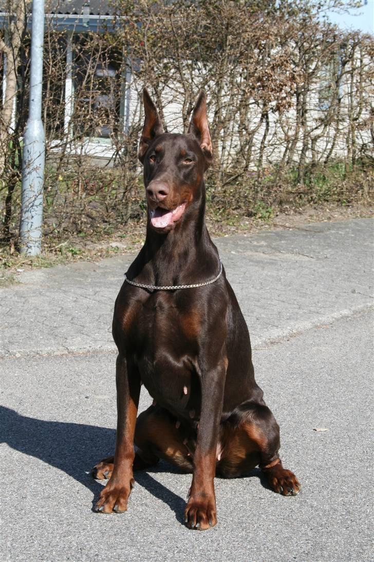 Dobermann Ch. Sant Kreal Russian Rubin - Juni 09 billede 13