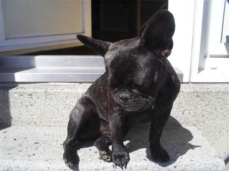 Fransk bulldog Flora billede 1