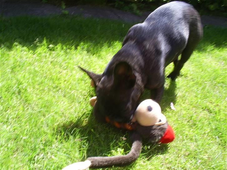 Fransk bulldog Flora billede 2