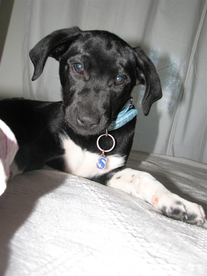 Blanding af racer Sulu Spot - En meget lille sulu (-:  syntes bare det er super sødt :-D billede 1