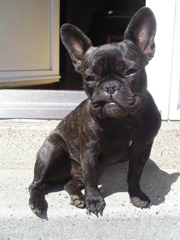 Fransk bulldog Flora billede 3
