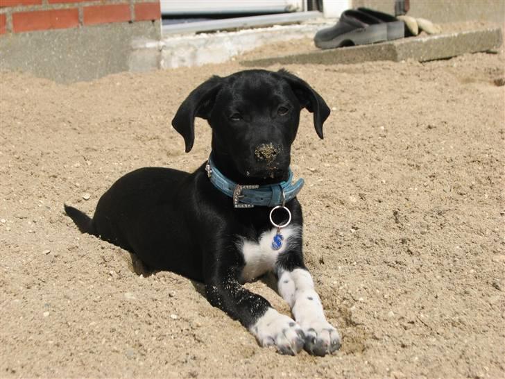 Blanding af racer Sulu Spot - Da sulu var mini, og vores teresse var ved at blive lavet (-: billede 2