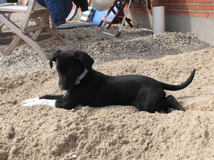 Blanding af racer Sulu Spot - Mini sulu (-: billede 3