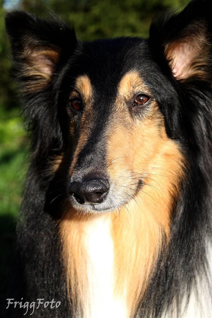 Collie langhåret Simba - sov sødt min skat! billede 11