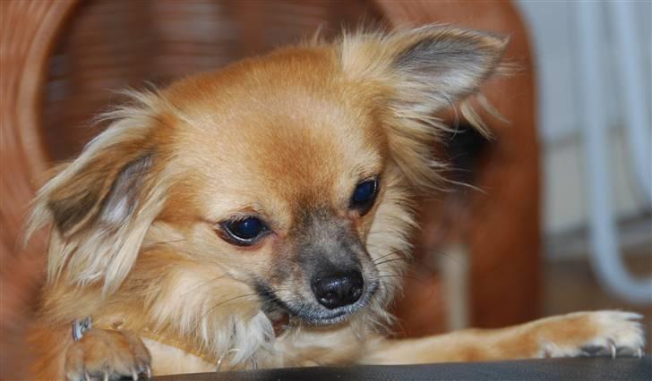 Chihuahua Ricko aka kongemand billede 13