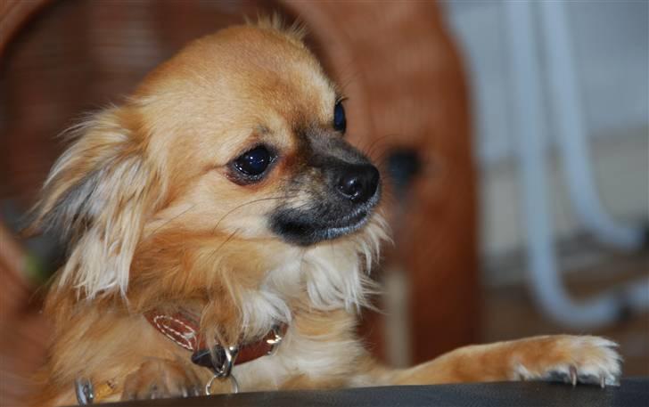 Chihuahua Ricko aka kongemand billede 14