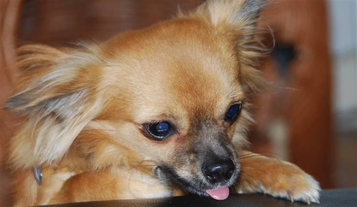 Chihuahua Ricko aka kongemand billede 15