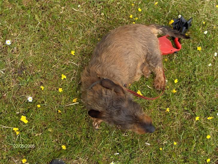 Gravhund Freja R.I.P billede 2