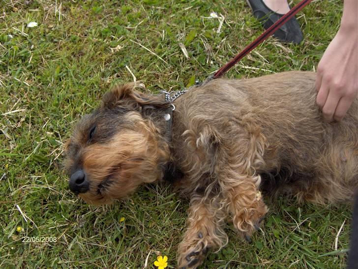 Gravhund Freja R.I.P billede 3