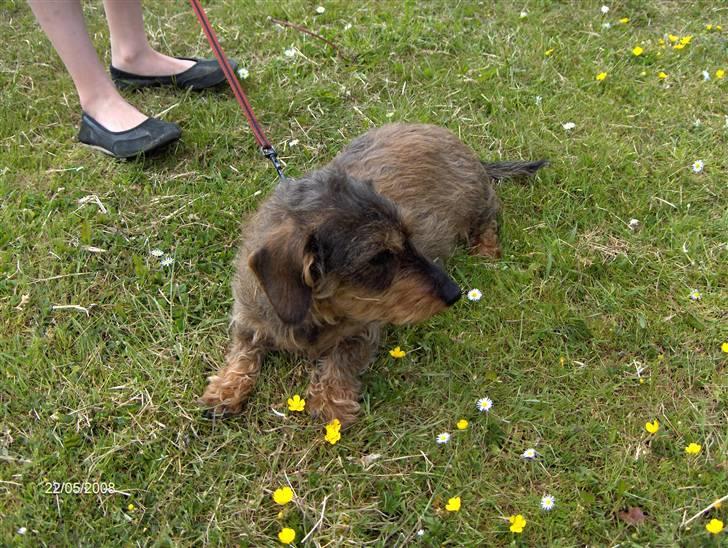 Gravhund Freja R.I.P billede 4