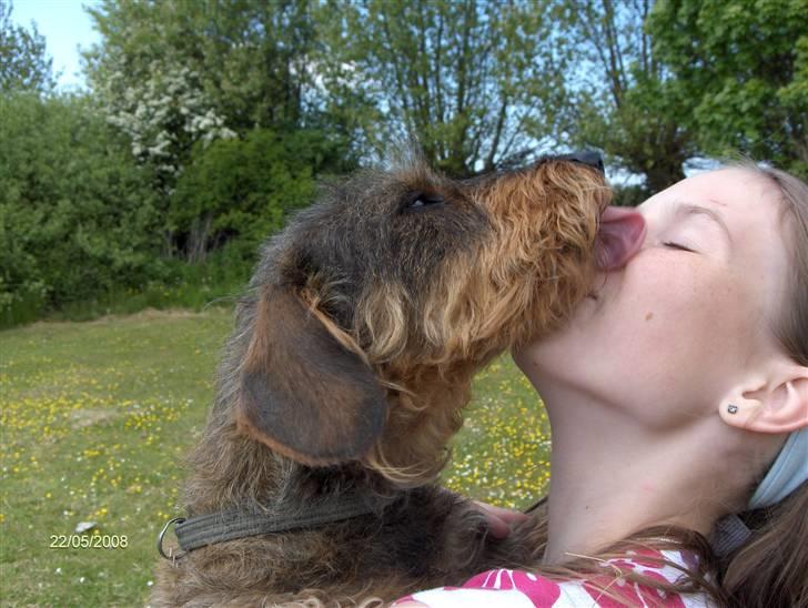 Gravhund Freja R.I.P billede 5