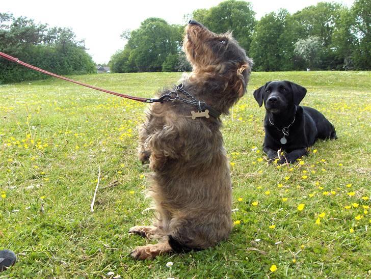 Gravhund Freja R.I.P billede 6