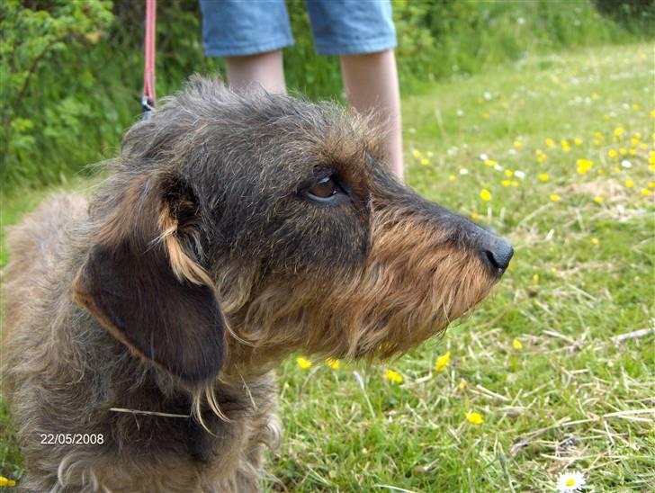 Gravhund Freja R.I.P billede 7