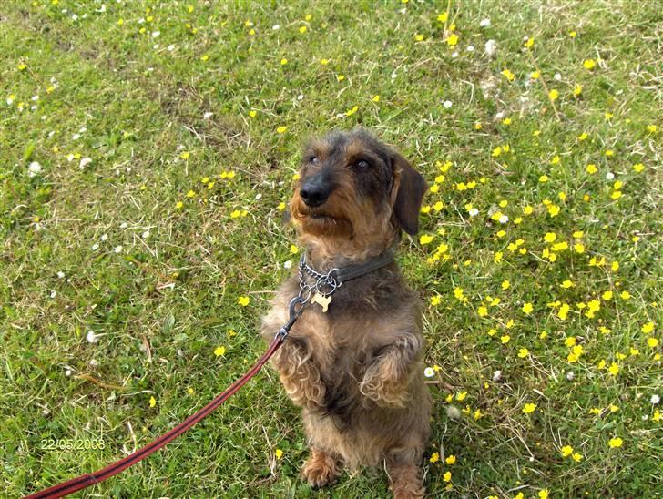 Gravhund Freja R.I.P billede 8