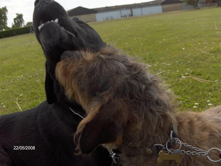 Gravhund Freja R.I.P billede 9