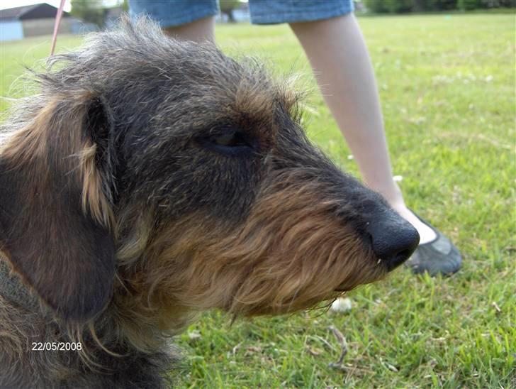 Gravhund Freja R.I.P billede 10