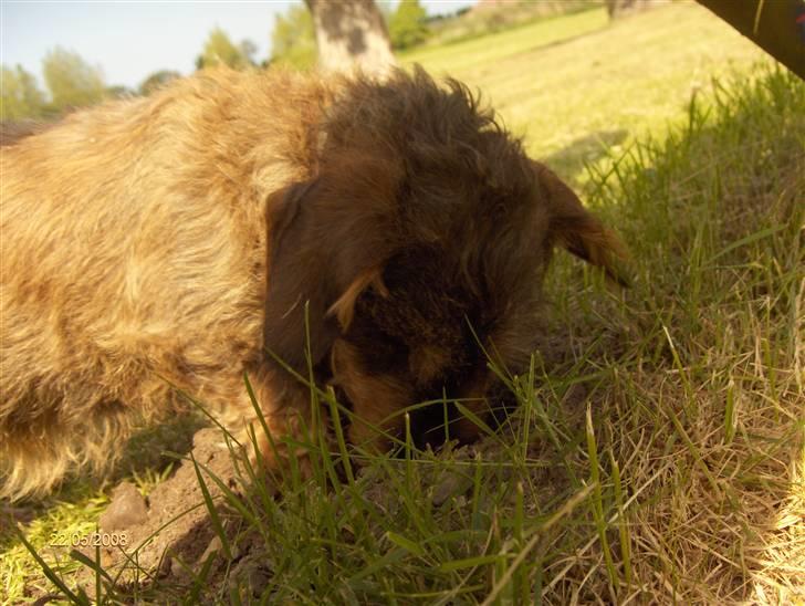 Gravhund Freja R.I.P billede 11