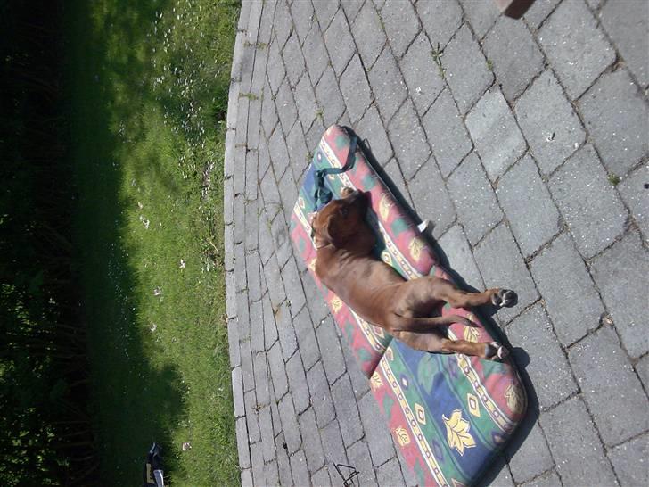 Amerikansk staffordshire terrier Nelli - Tid for sol så jeg bliver ekstra brun,, hihi billede 8