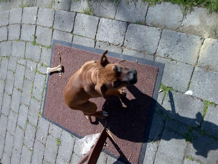 Amerikansk staffordshire terrier Nelli - hvor er min godbid? billede 9