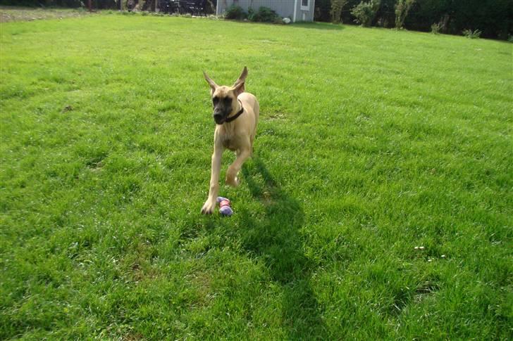 Grand danois Grand de feld´s Petit  billede 7