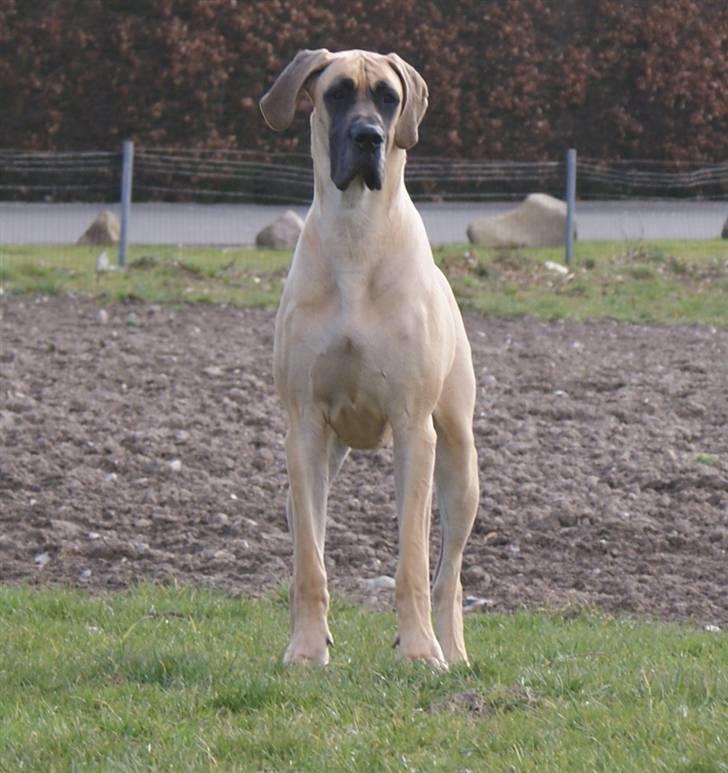 Grand danois Grand de feld´s Petit  billede 8