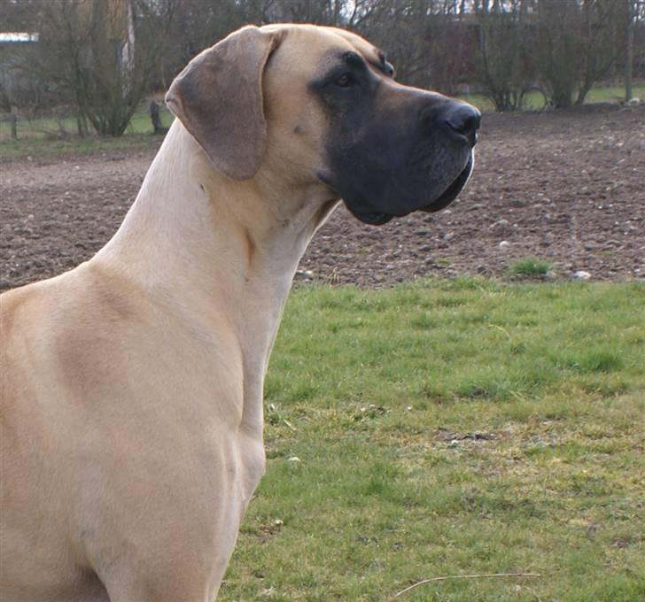 Grand danois Grand de feld´s Petit  billede 9