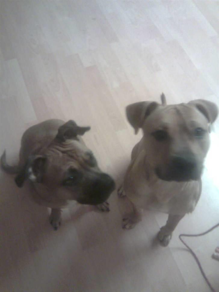 Amerikansk staffordshire terrier Nelli - Mine forældrer billede 11