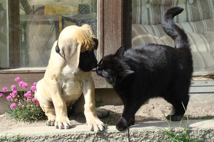 Grand danois Grand de feld´s Petit  billede 10