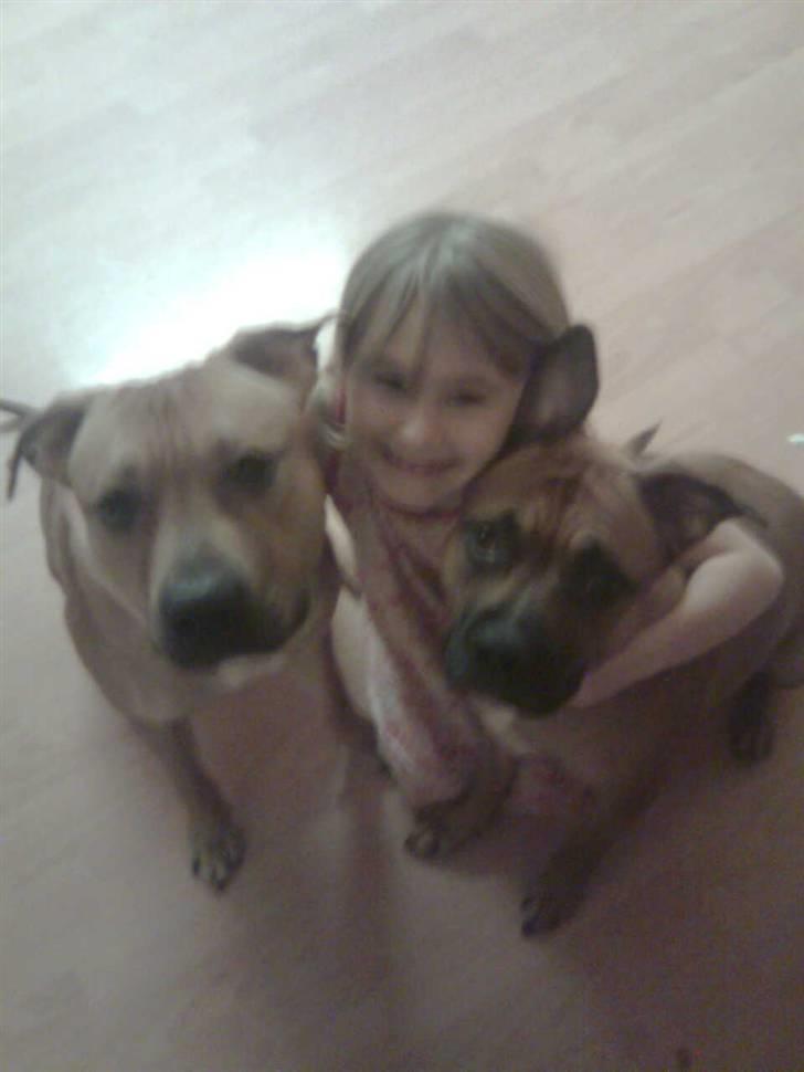 Amerikansk staffordshire terrier Nelli - Tid til riktig hygge billede 12