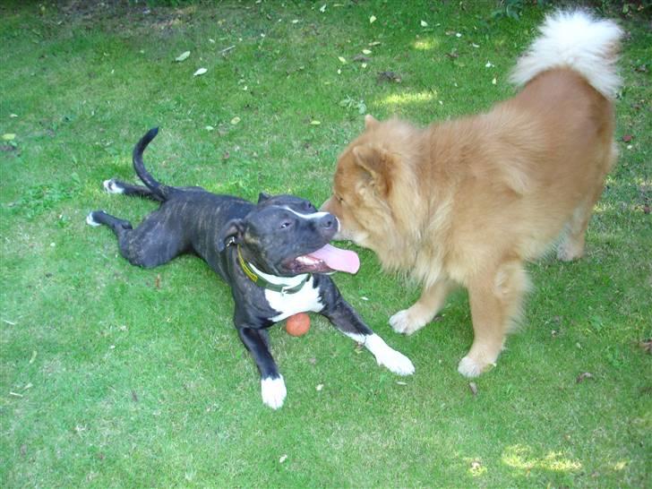 Chow chow Django - møsser lige min bedste ven billede 15