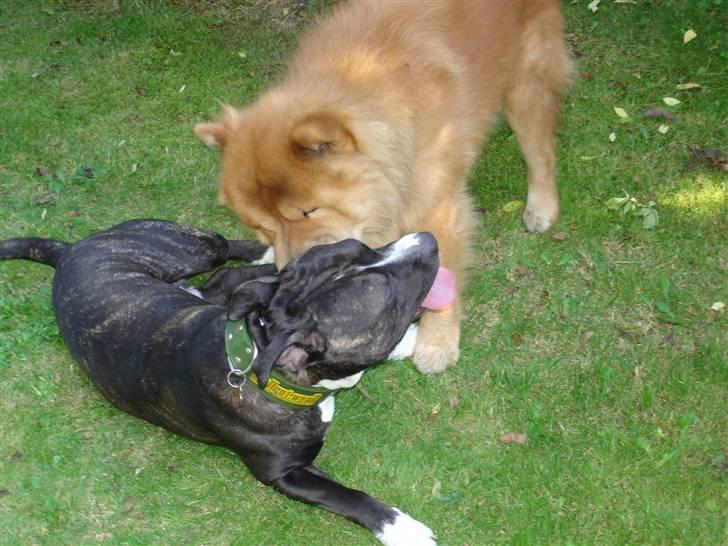 Chow chow Django - Min tunge er lige så god som en vatpind billede 16