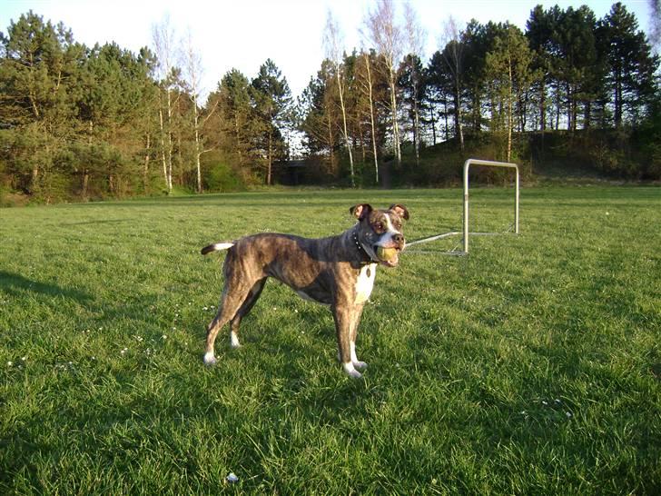 Amerikansk staffordshire terrier xena billede 18