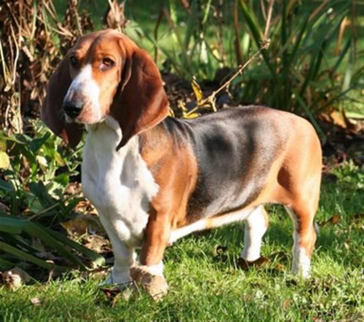 Basset artésien normand Bessie de Berénice - "Jagtblikket"  billede 5