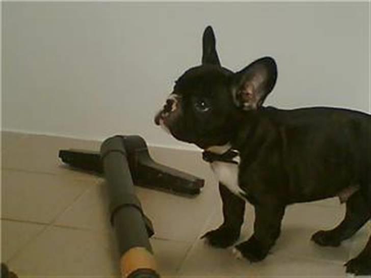 Fransk bulldog Diesel billede 1