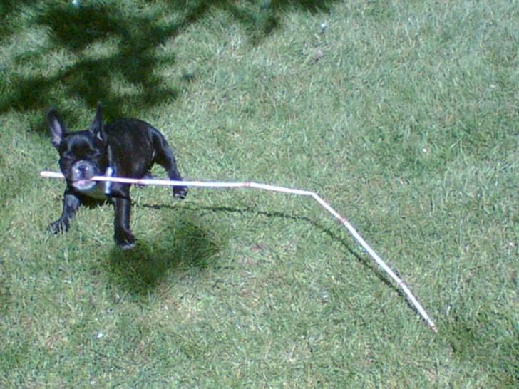 Fransk bulldog Diesel billede 3