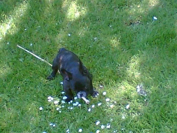 Fransk bulldog Diesel billede 4