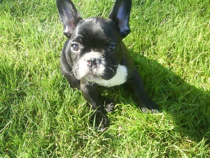 Fransk bulldog Diesel billede 5