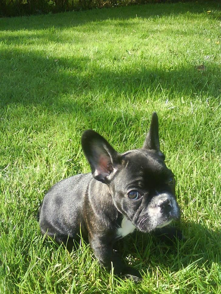 Fransk bulldog Diesel billede 6