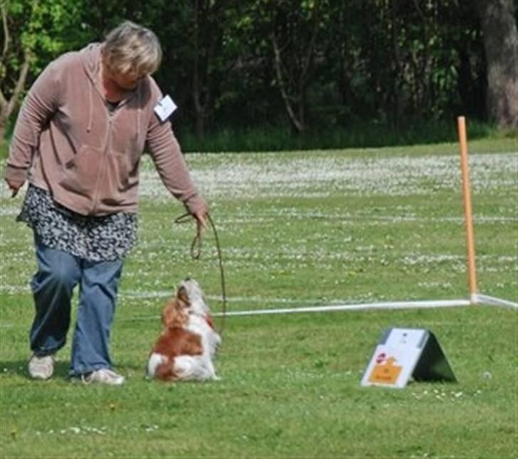 Cavalier king charles spaniel Lady -Your Loving Lady of - Lady var SÅ dygtig til sin første Rally lydighedsprøve (foto taget af Bende Press) billede 18