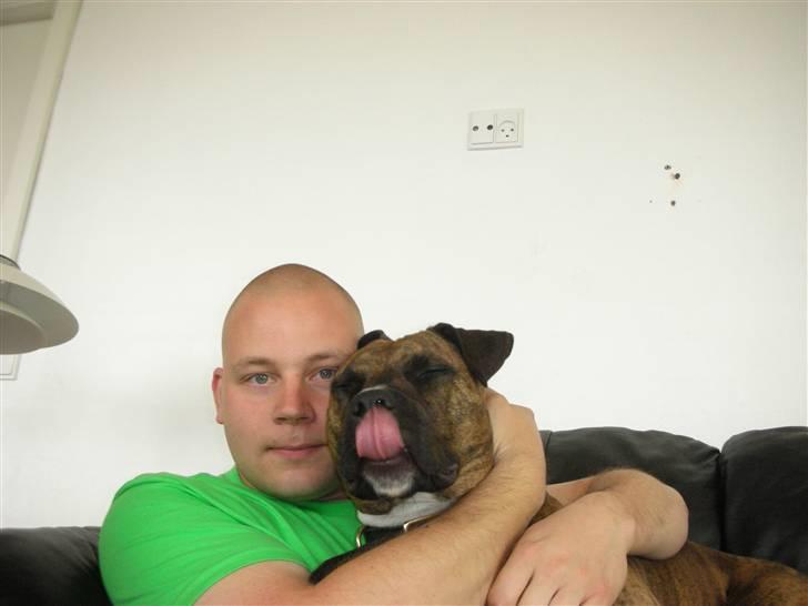 Amerikansk staffordshire terrier Molly billede 9