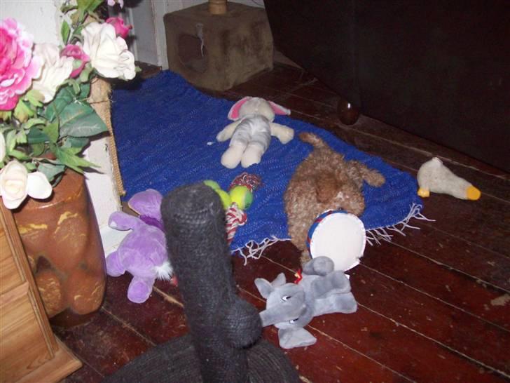 Mellempuddel mini max , (lille My) - Dejligt endnu en bamse hund billede 15