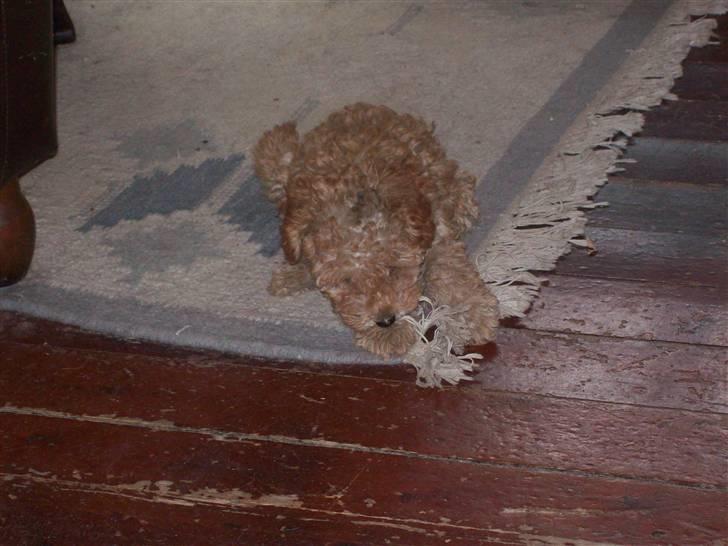 Mellempuddel mini max , (lille My) - Hov hov ikke mors frynser billede 16