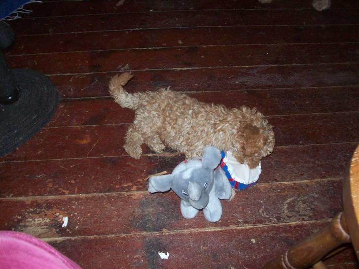 Mellempuddel mini max , (lille My) - Dejligt med bamser og bolde billede 17