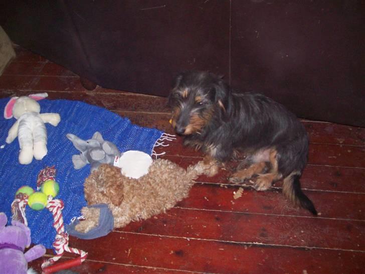 Mellempuddel mini max , (lille My) - Oscar vil du være med billede 18