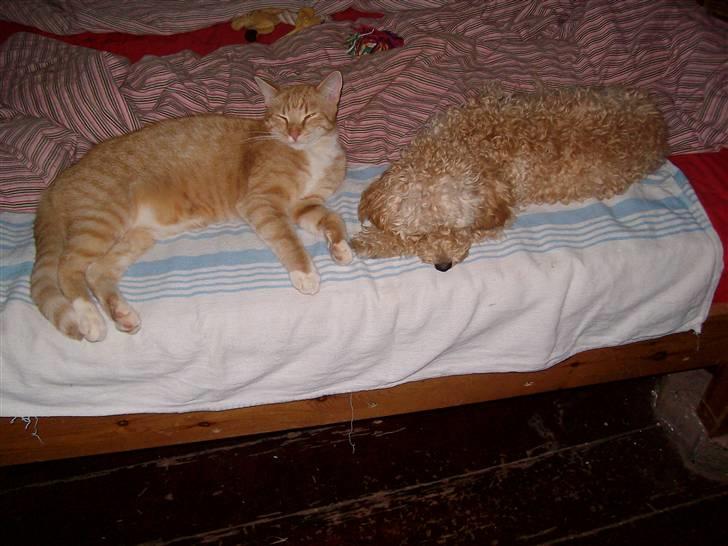 Mellempuddel mini max , (lille My) - Nej hvis du lader være med at bide billede 19