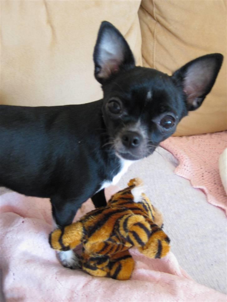 Chihuahua Molly - Haløj med dig og velkommen til min profil billede 2