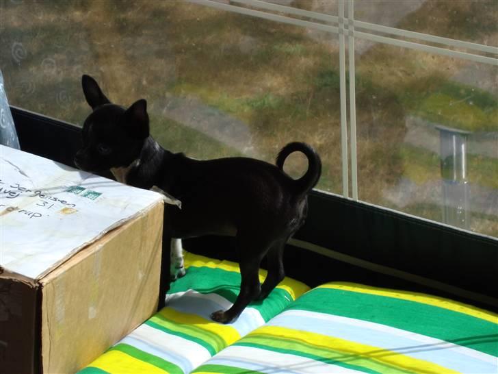 Chihuahua Molly - Jeg gad godt vide hvad der er i den der kasse... mon det er til mig? billede 3