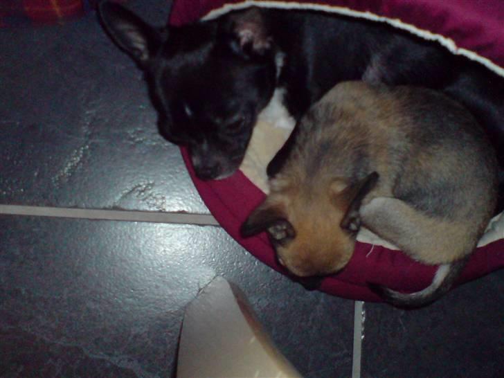 Chihuahua Molly - Det er da bare søskene lighed, eller hva billede 4