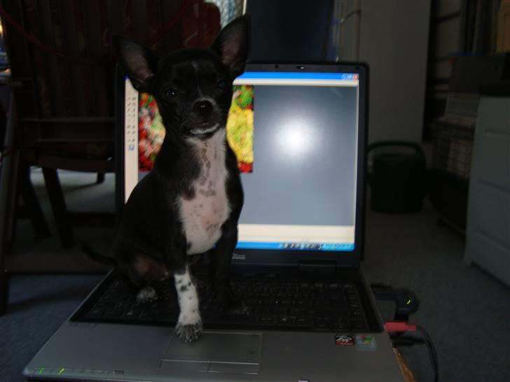 Chihuahua Molly - hvad sker der mon hvis man sætter sig på den bærbare? billede 5